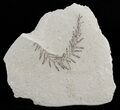 Metasequoia (Dawn Redwood) Fossil - Montana #62277-1